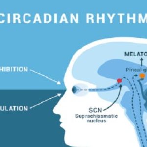 Various important reasons why we must maintain a healthy circadian rhythm!!