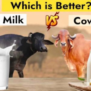 Cow milk Or Buffalo milk – Which is more healthier to consume?