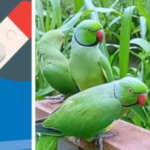 Parrot Fever – A new deadly infection that is spreading now – Things to know!!