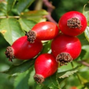 Do you know about these health benefits of consuming rose hips?