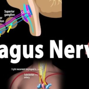 Various important nutrients that we must eat to support our vagus nerve!!