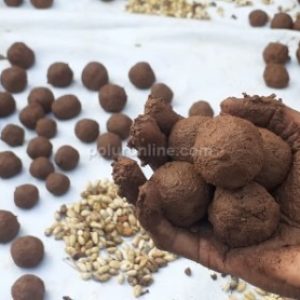 விதை பந்துகள் (Seed Balls) – இயற்கையின் பாதுகாப்பிற்கான புதிய வழி!